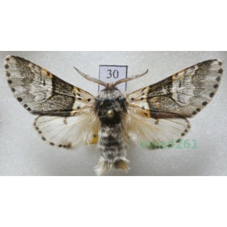 Furcula bifida (Brahm, 1787) male Czech30